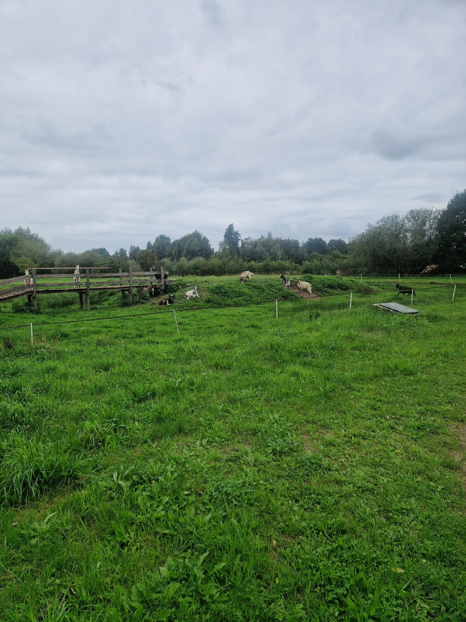 Gelselaar