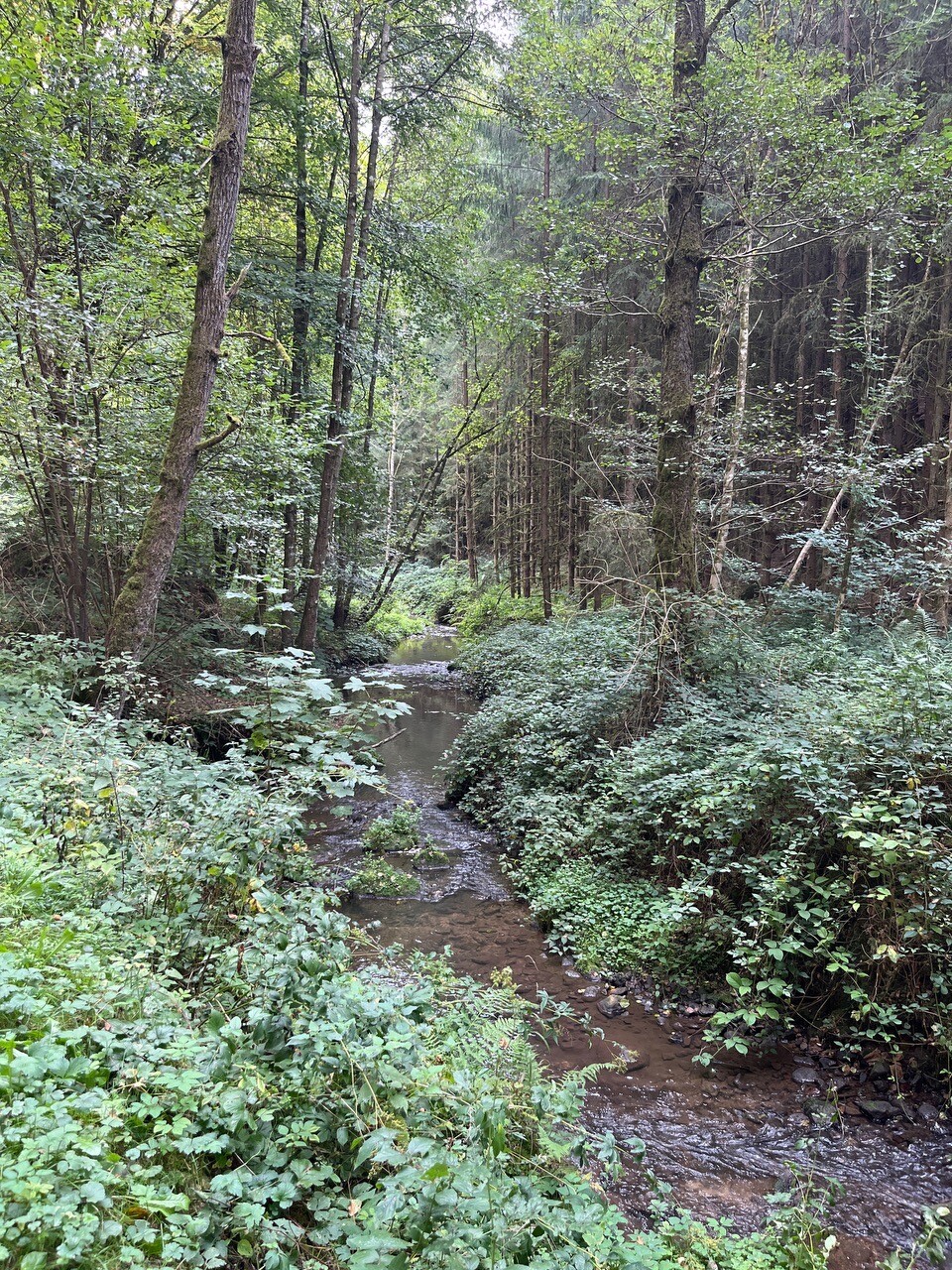 Mullerthal W4