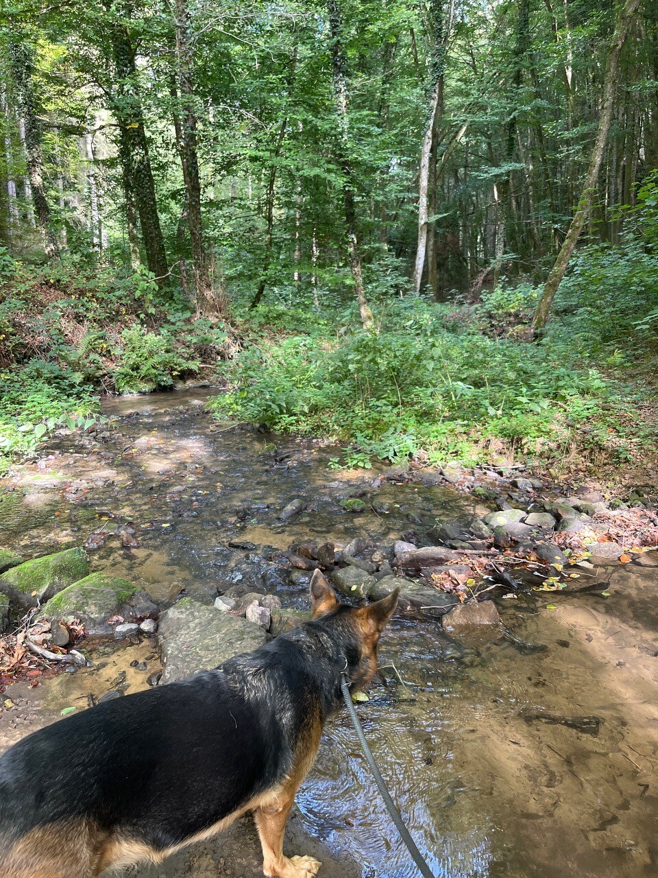 Mullerthal W4