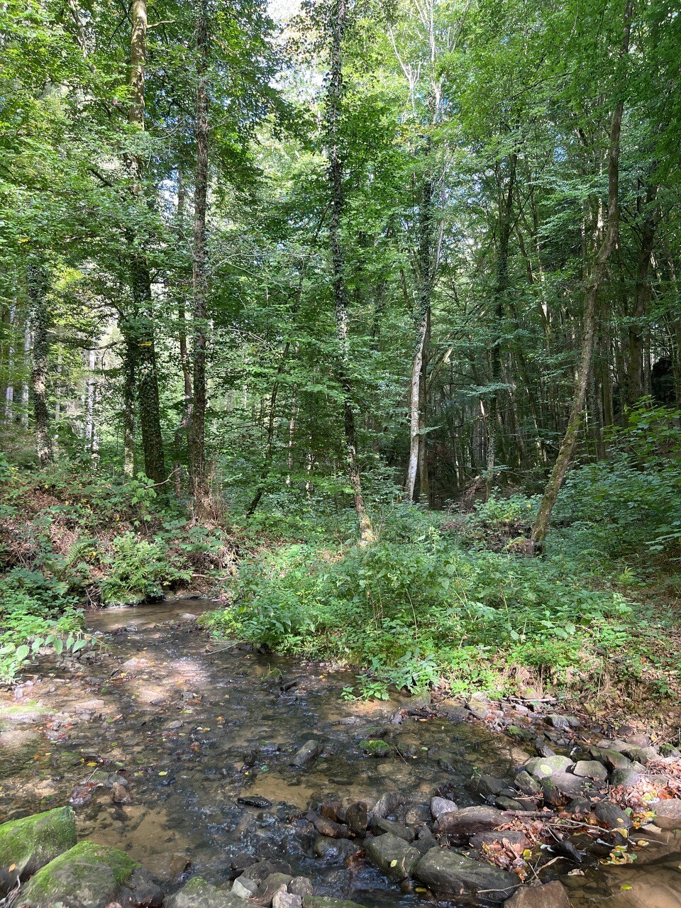 Mullerthal B7