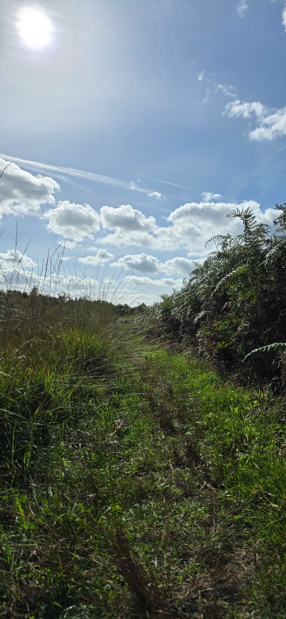 Wandelroute Haaksbergerveen Siberiëroute