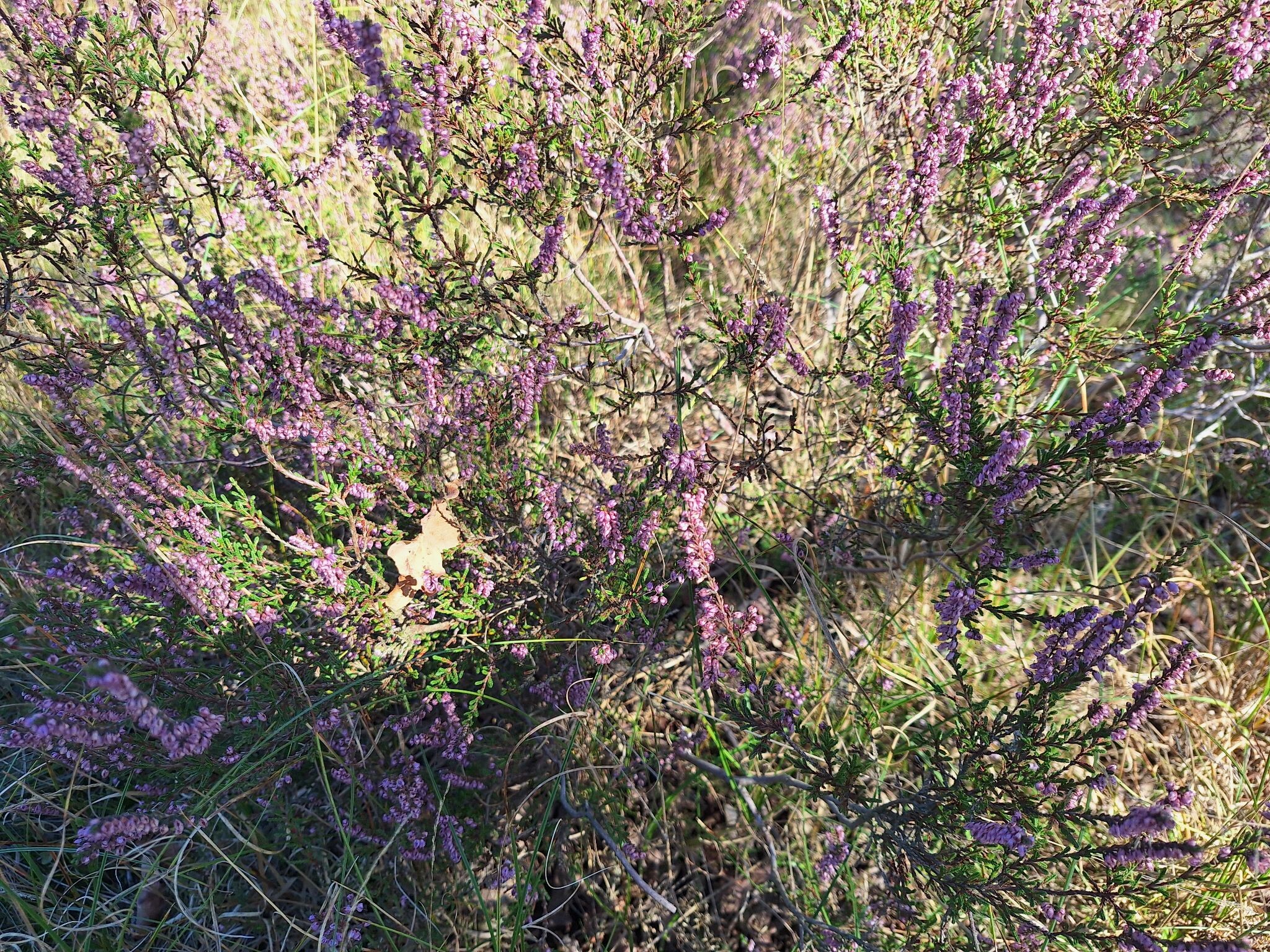 Valkeveenroute (groen)