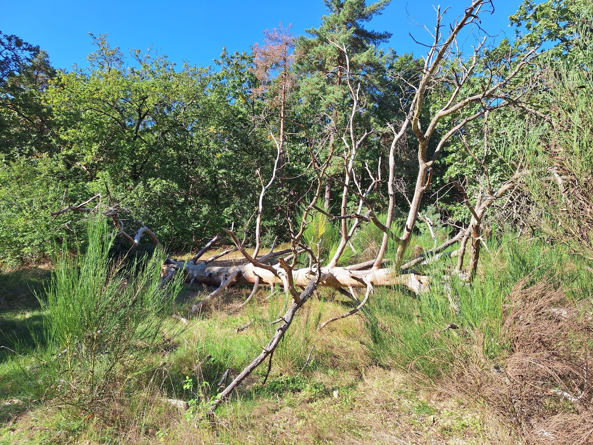 Valkeveenroute (groen)