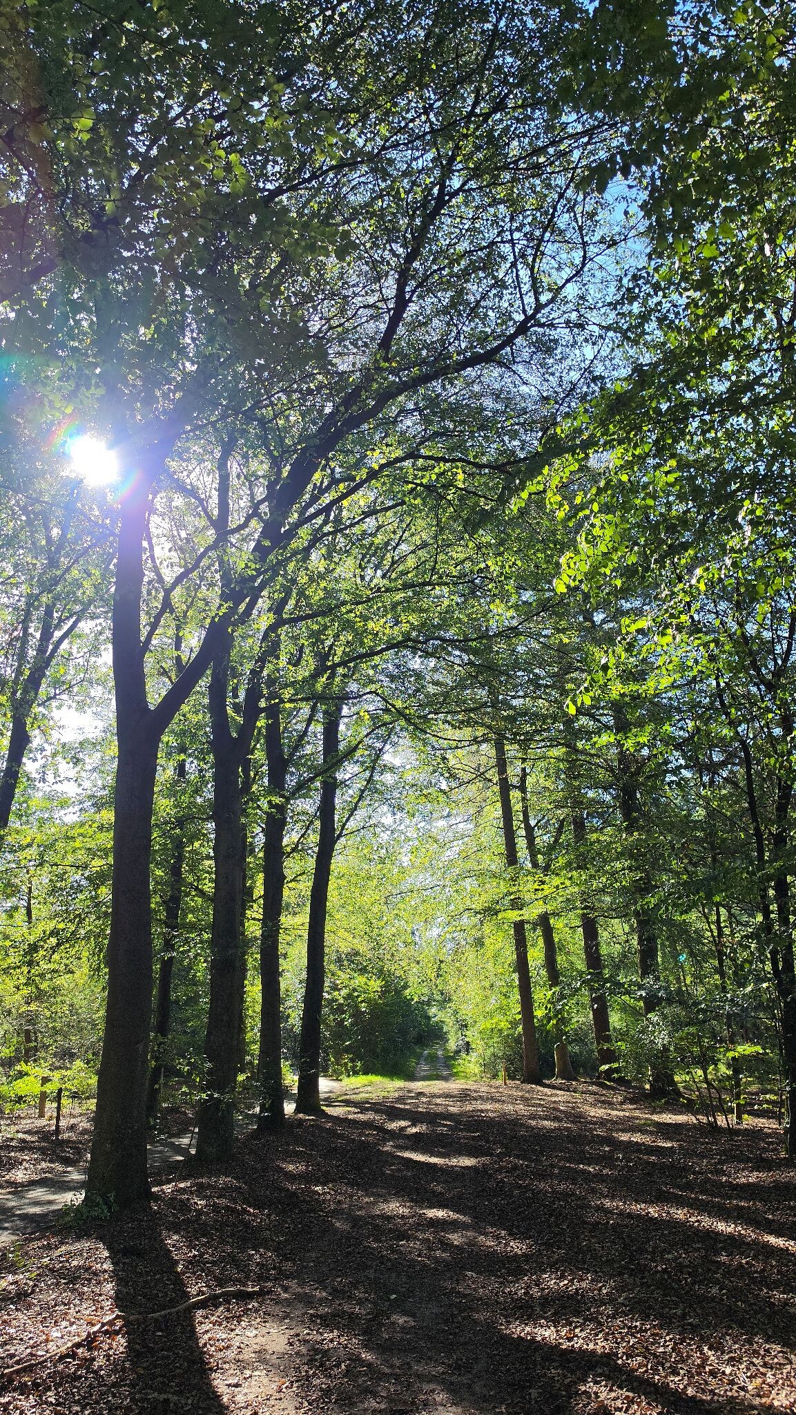 Heerlijke boswandeling