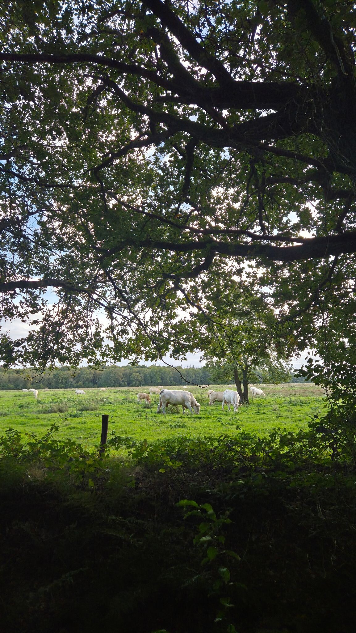 Wandelroute Andersche Diep
