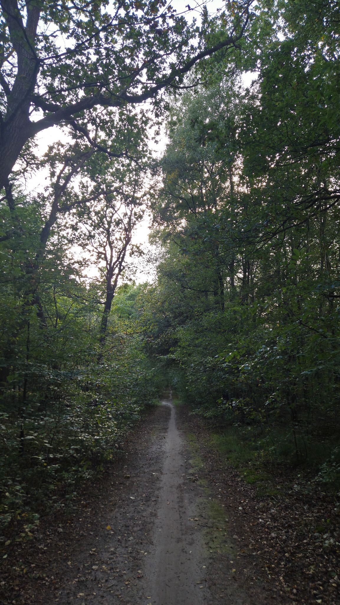 Boswachterspad Beek en Bos 