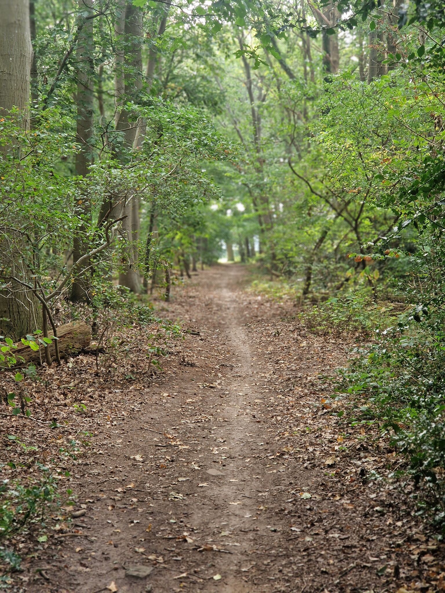Holten - Lettele · Marskramerpad etappe 6