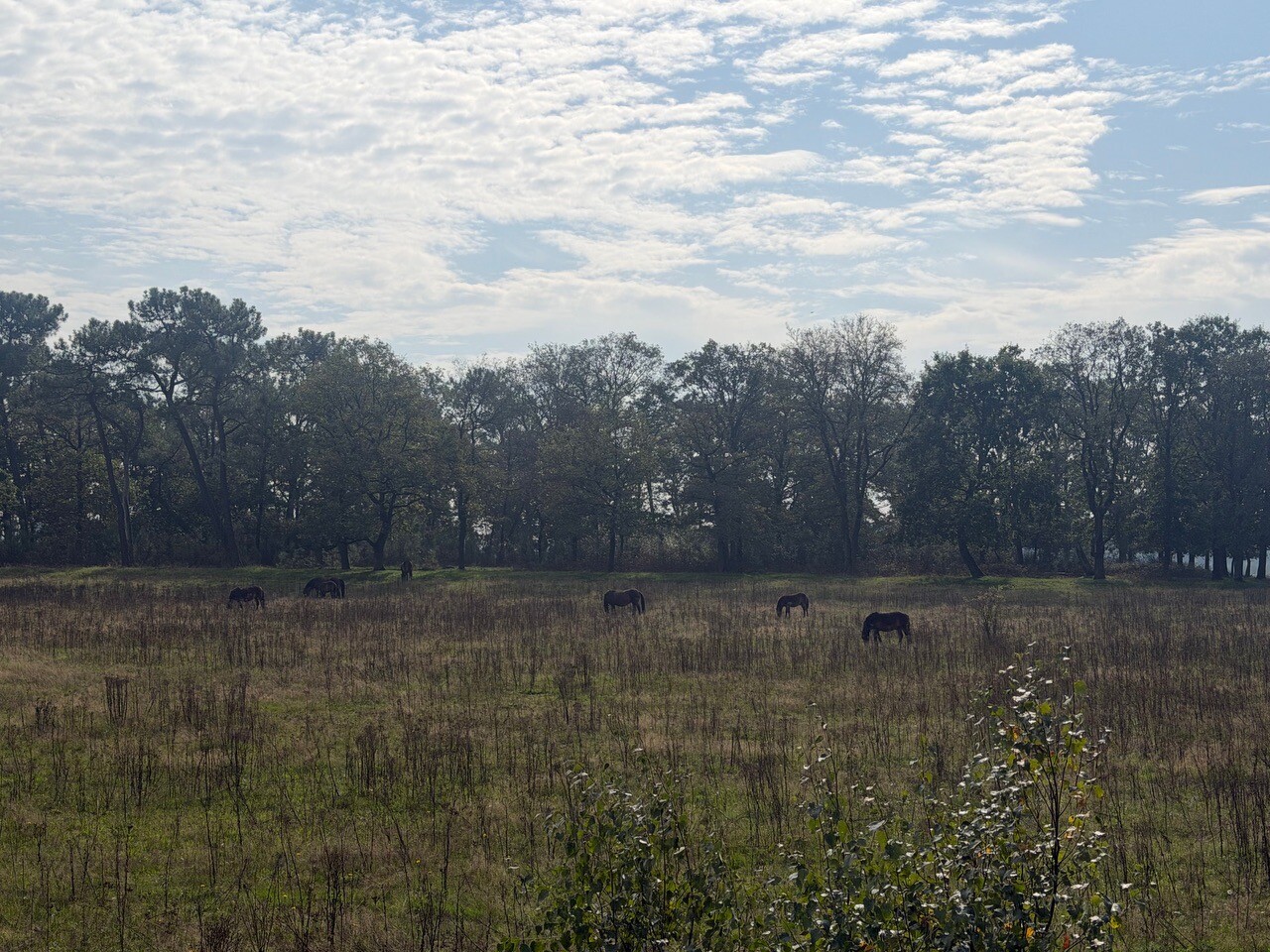 Uden
