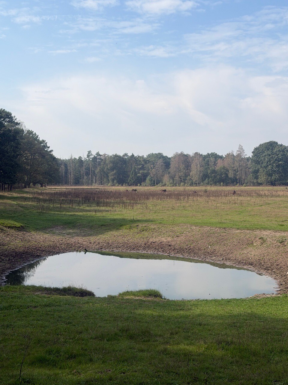 Wandelen langs de wilde grazers van de Maashorst