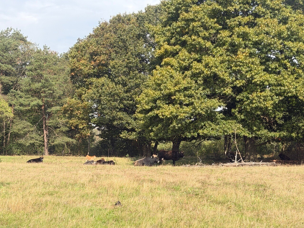 Uden