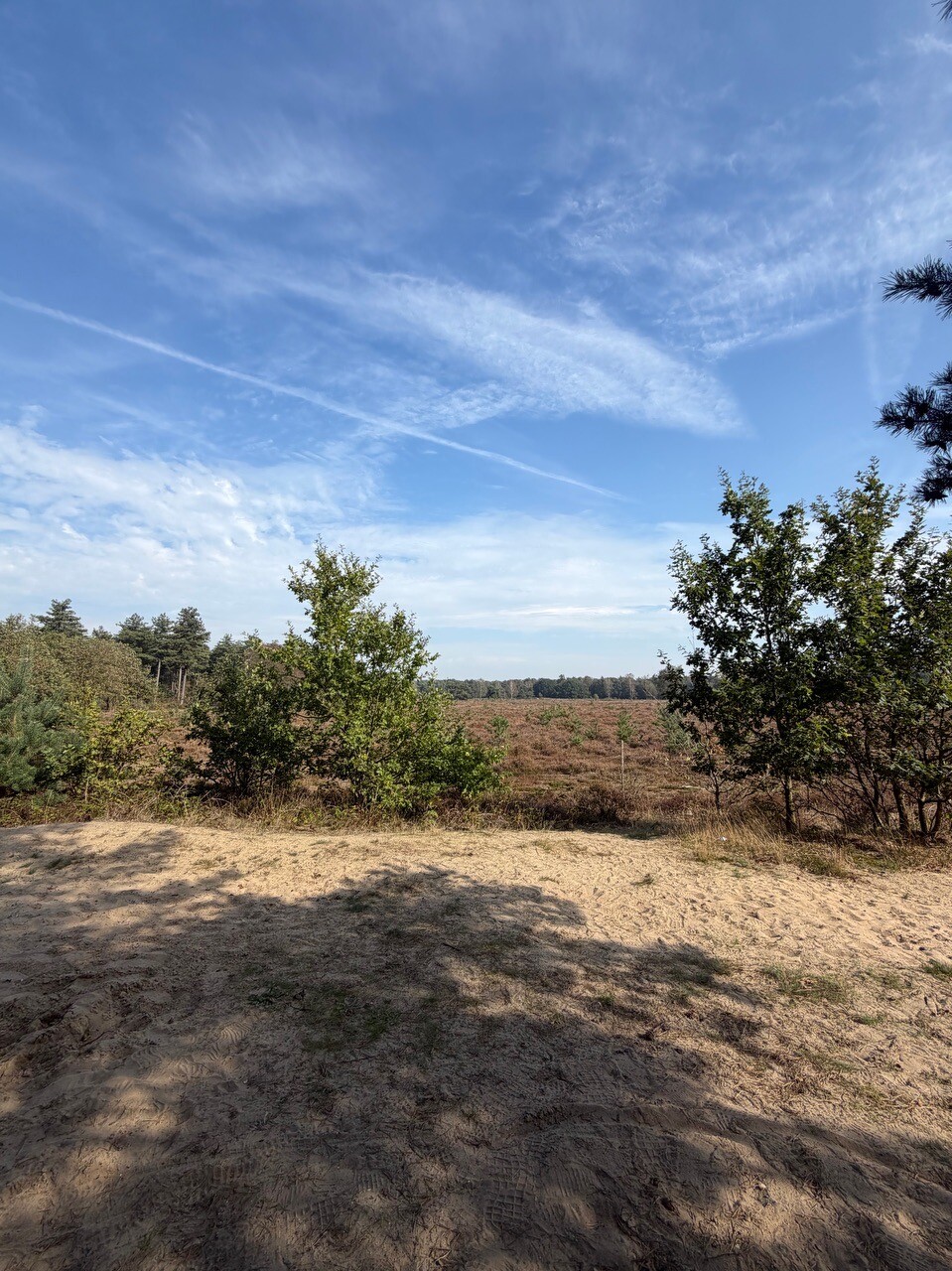 Wandelen langs de wilde grazers van de Maashorst