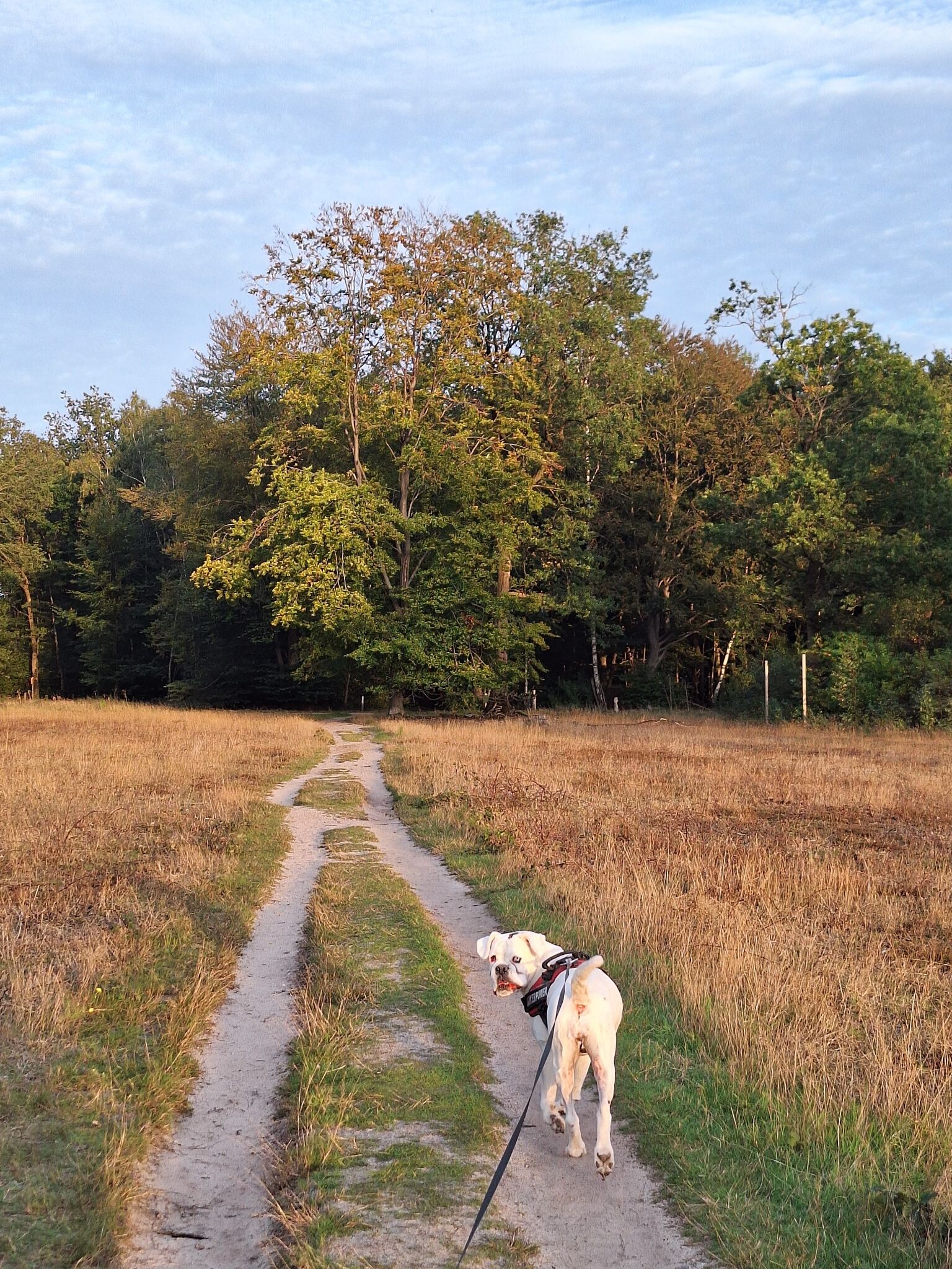 Wandelroute Springendal Heideroute