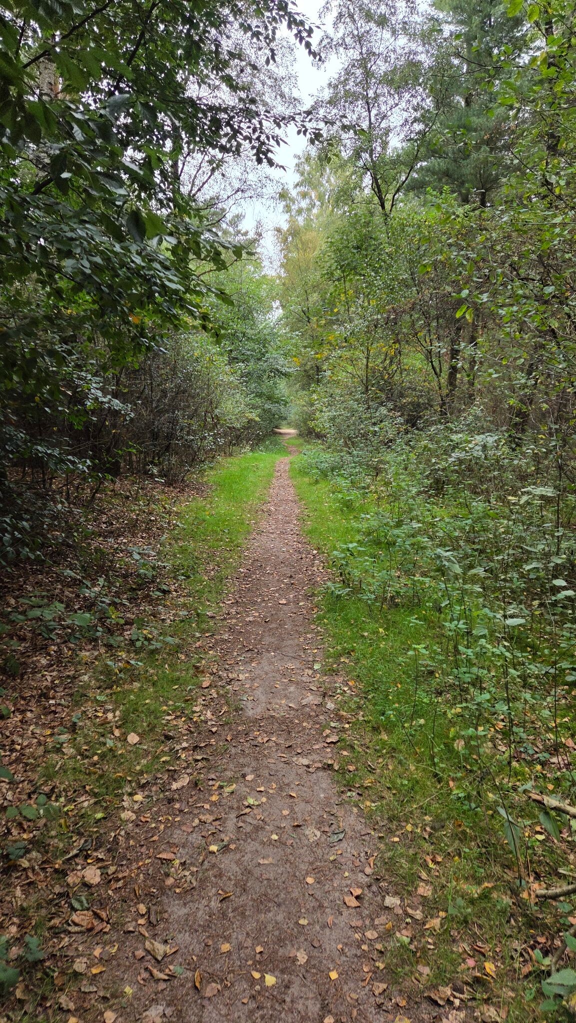 Meppen - Abzw. Rühlerfeld · Hondsrugpad/Hunenweg etappe 10