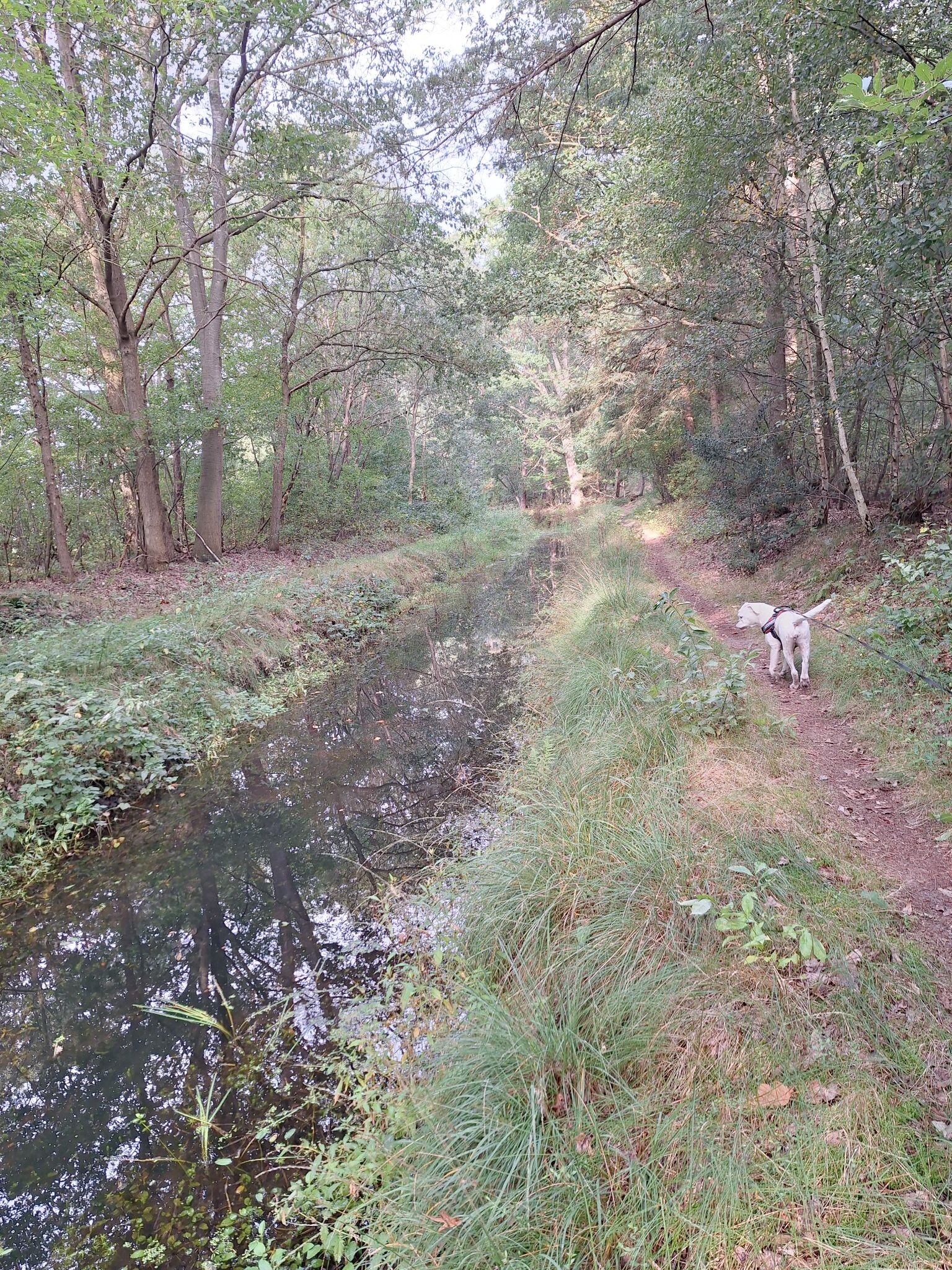 Stegeren - Geel