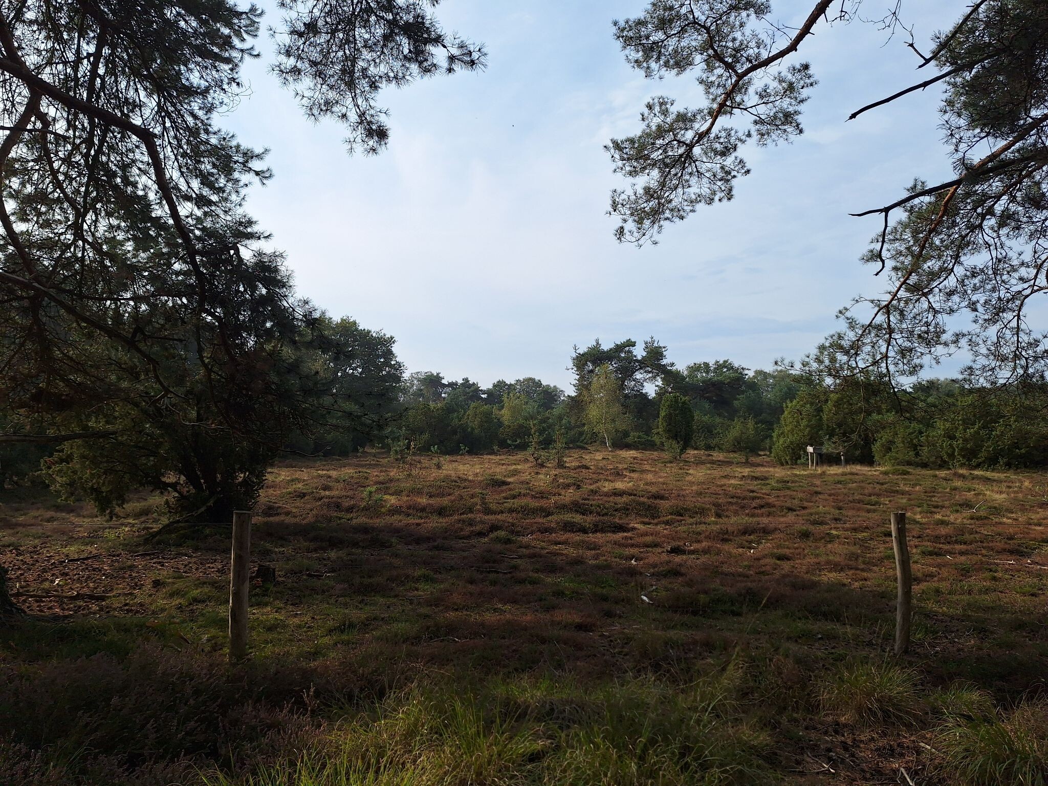Stegeren - Groen