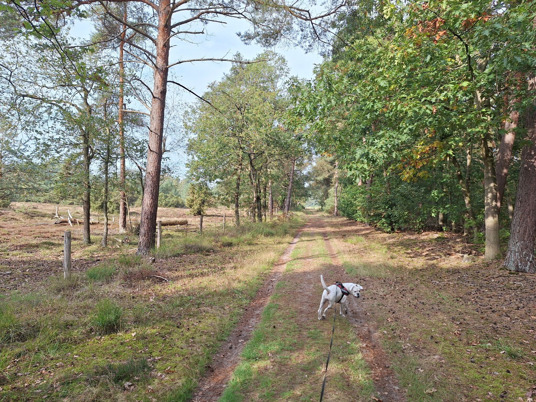 Stegeren - Groen