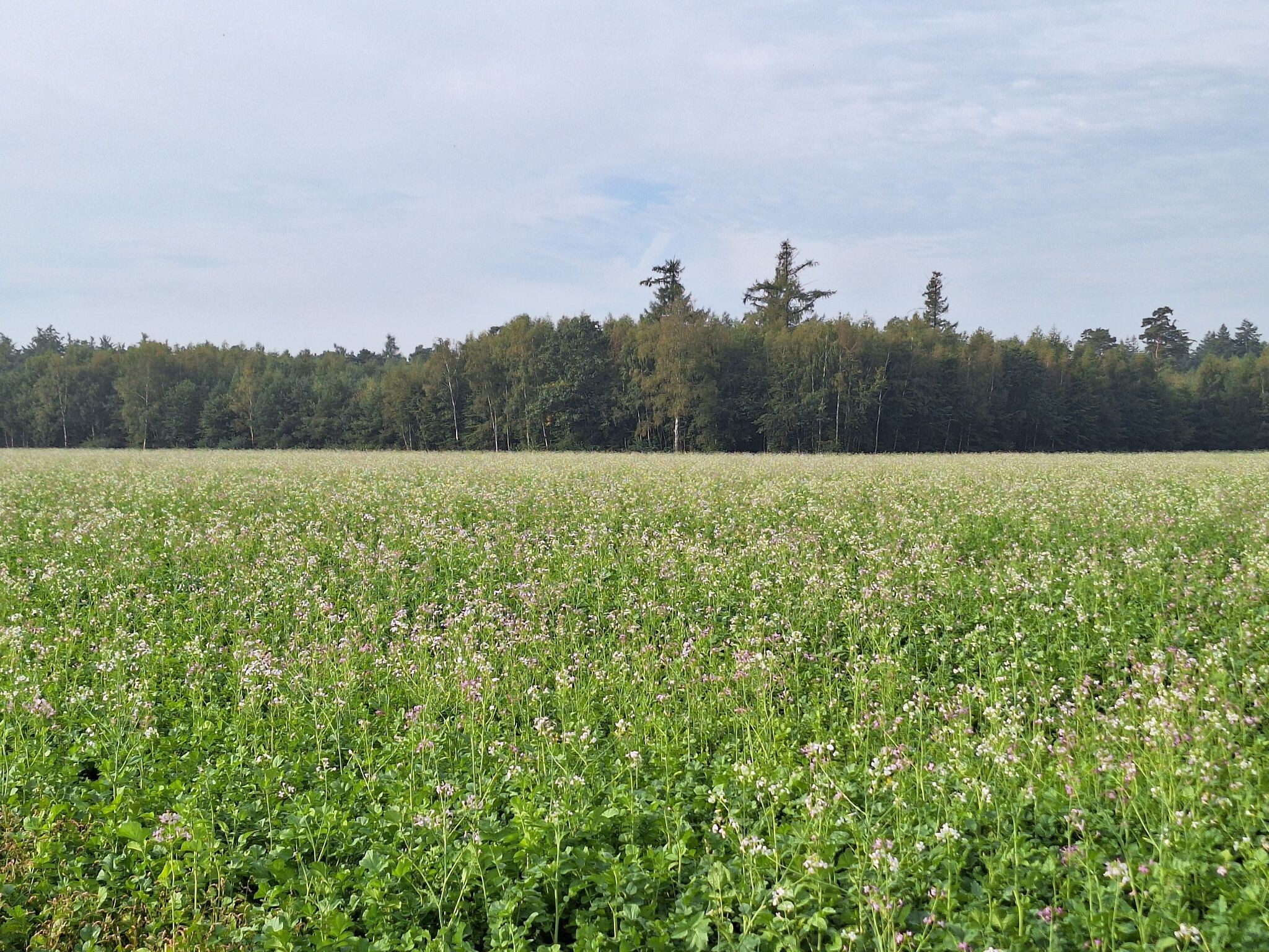 Stegeren - Groen