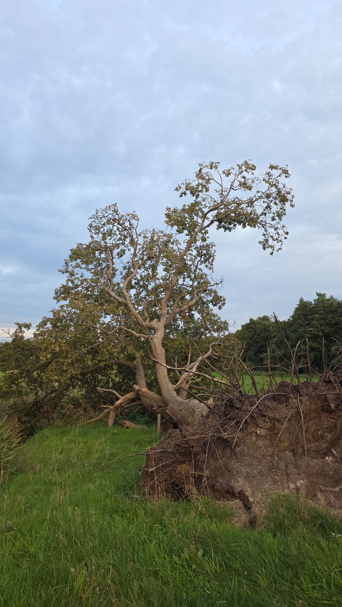 Zweeloo - Wezup · Cultuurpad Coevorden etappe 8
