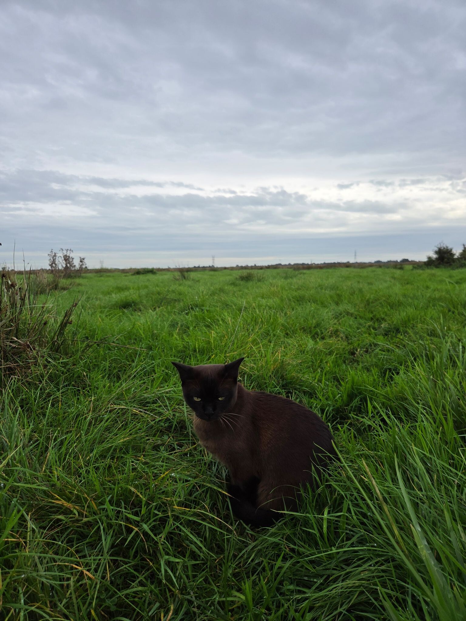 Den Ilp - Broek in Waterland · Trekvogelpad etappe 5