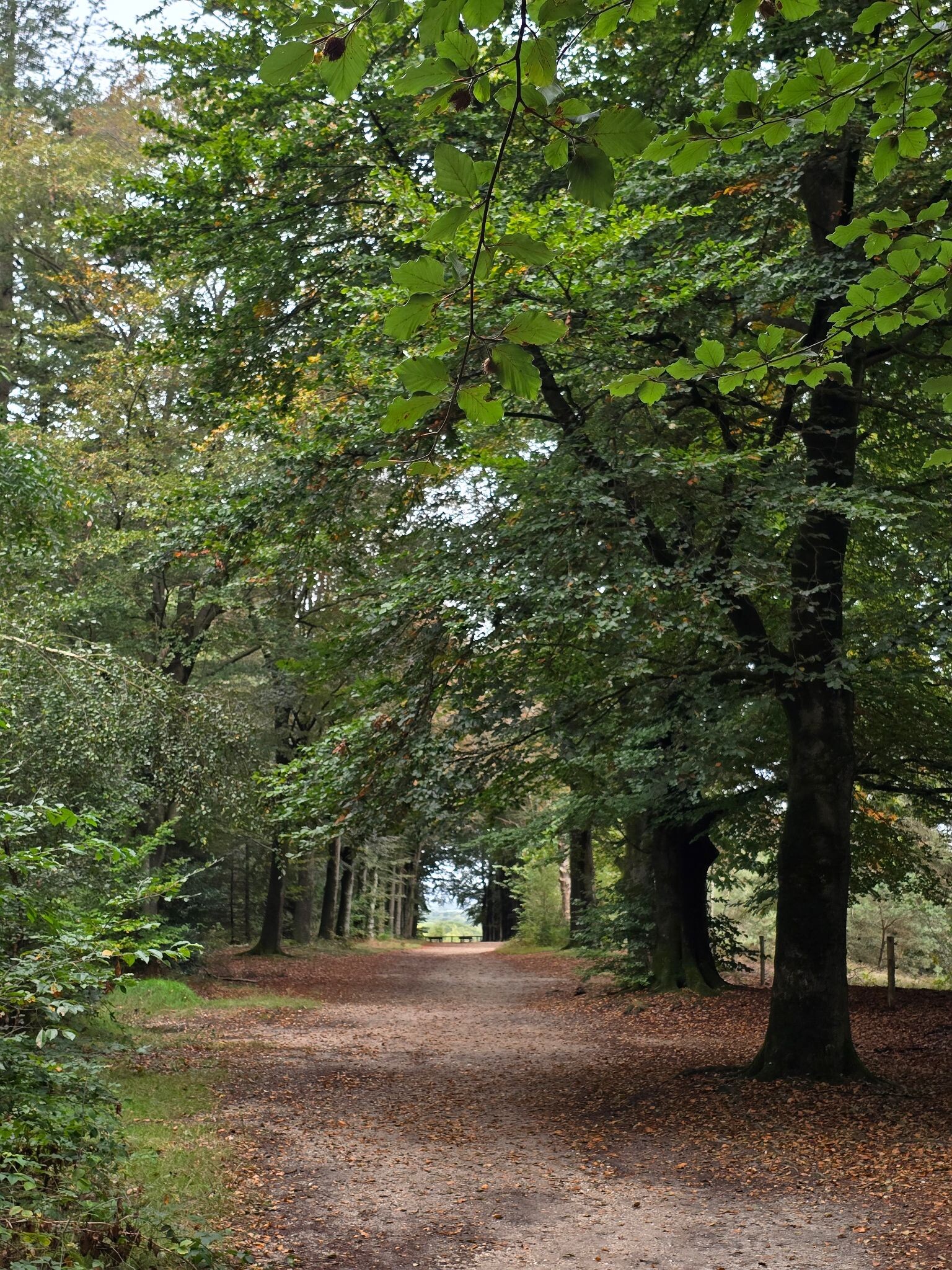 Utrechtse heuvelrug ns wandeling