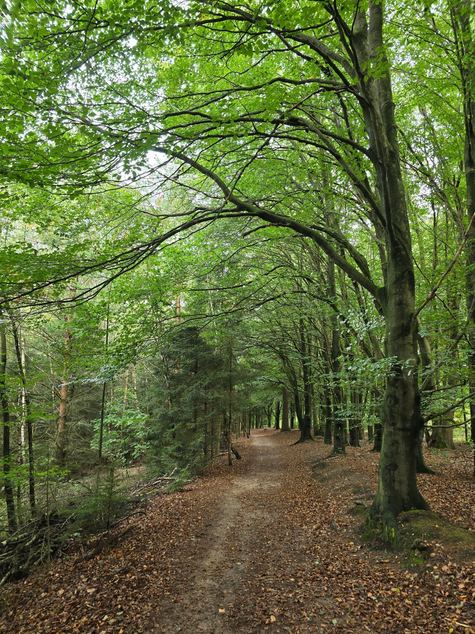Utrechtse heuvelrug ns wandeling