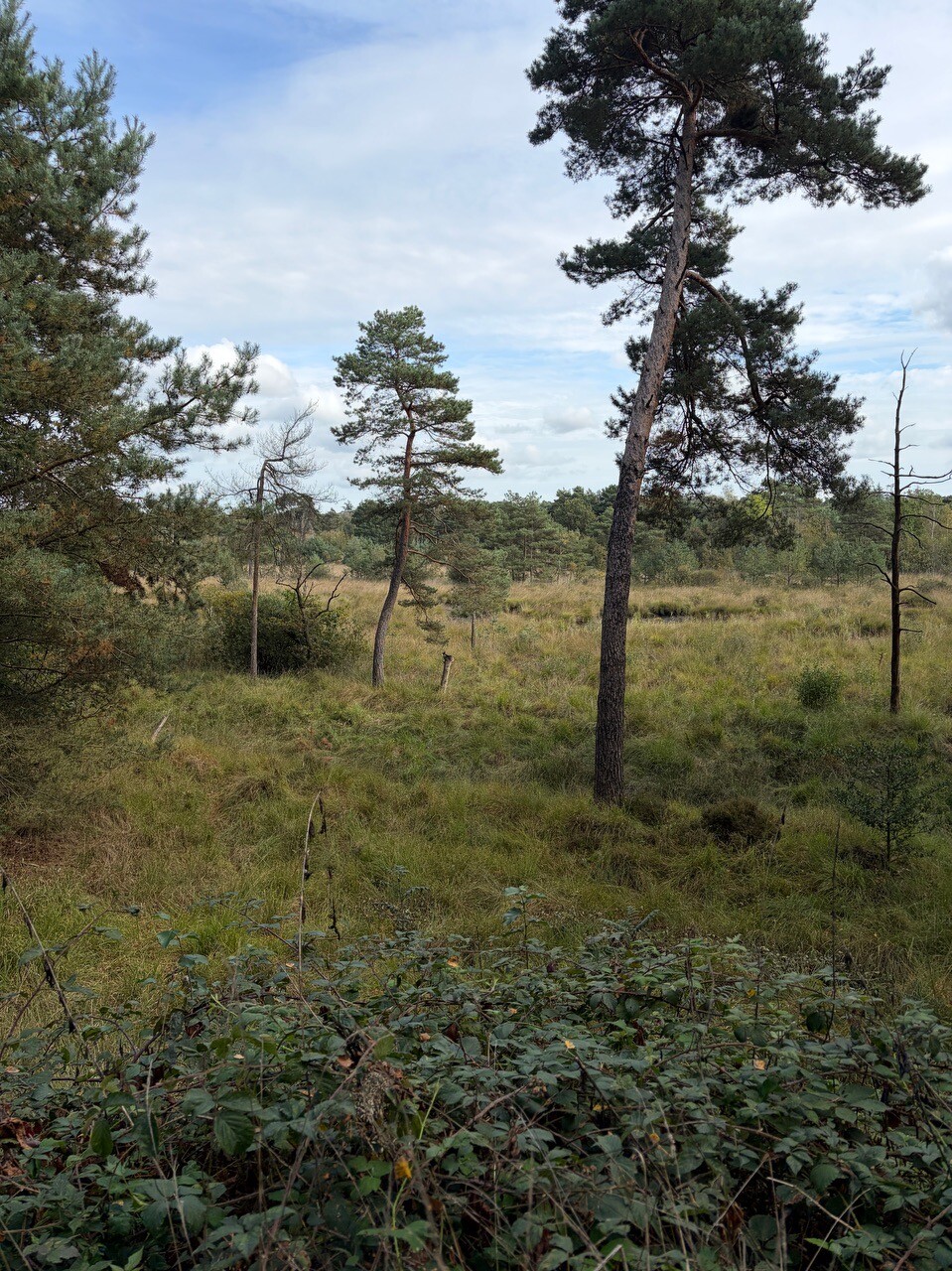Wandelroute Historische route Mastbos