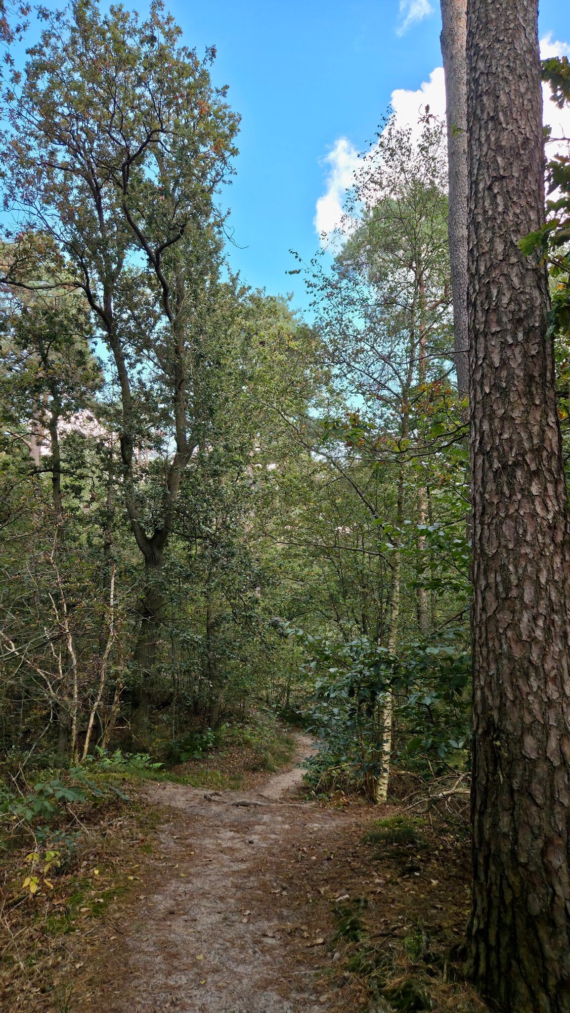 Beerzerzand - Blauw