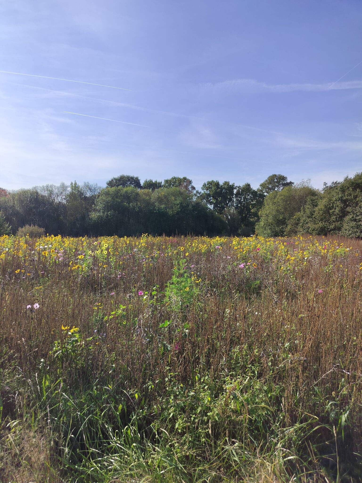 Wandeling langs de 1000 jarige eik,te Lummen