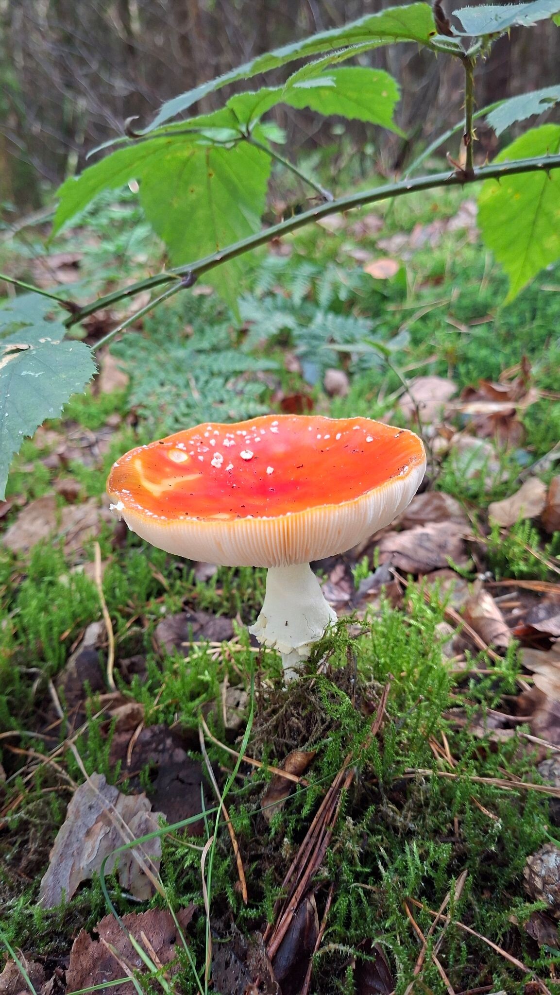 Lage Vuursche