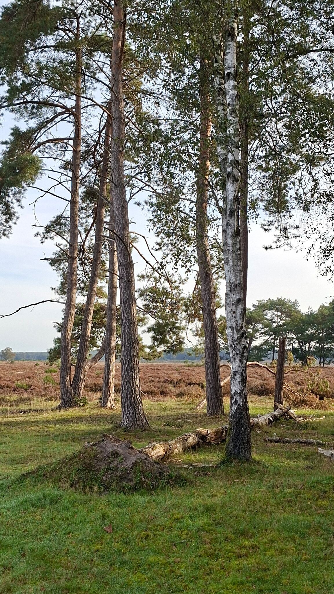 Lage Vuursche
