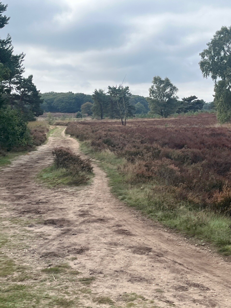 Elspeet - Vierhouten · Veluwe Zwerfpad etappe 10
