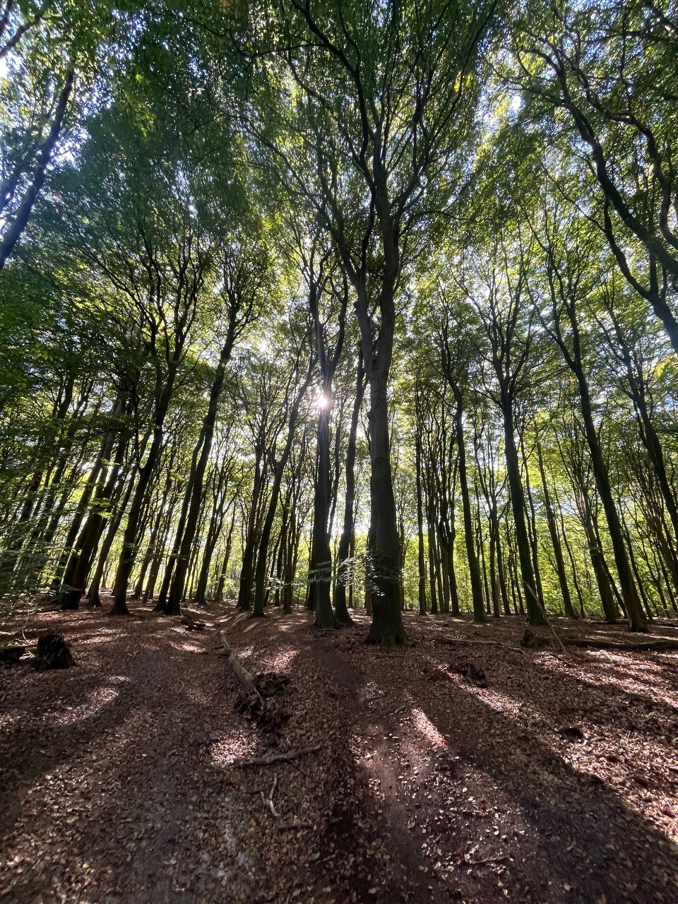Vierhouten