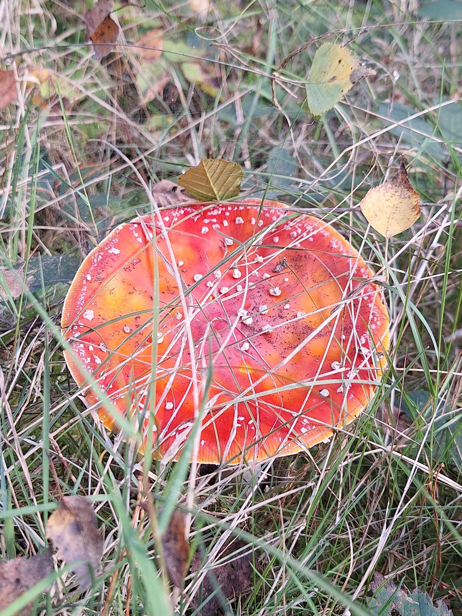 Stegeren - Rood