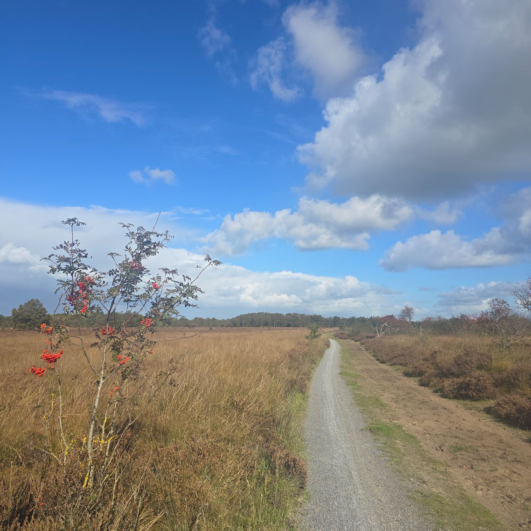 Boswachterspad
