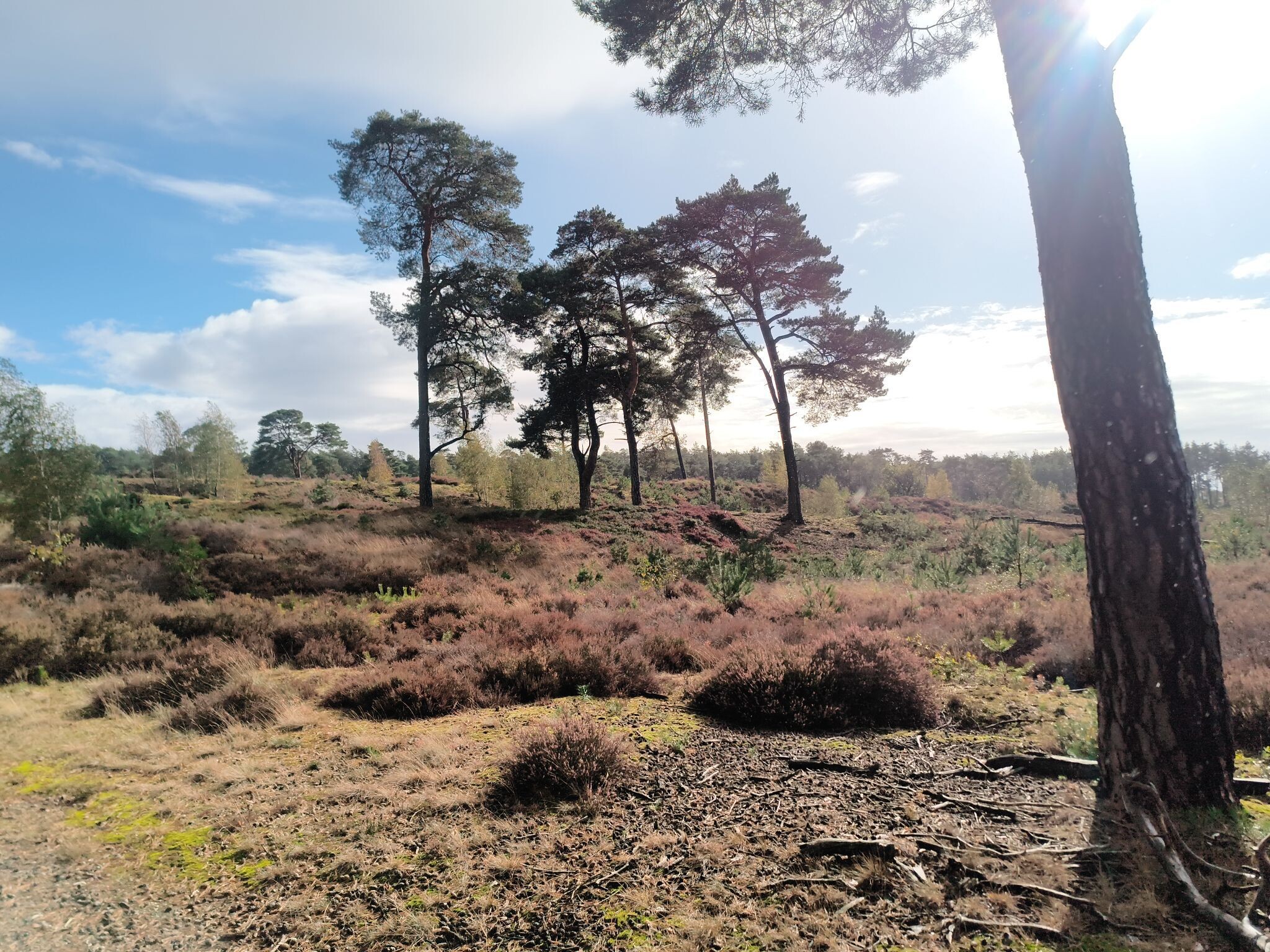 Stuifzand- en heidewandeling rond het Hulshorsterzand