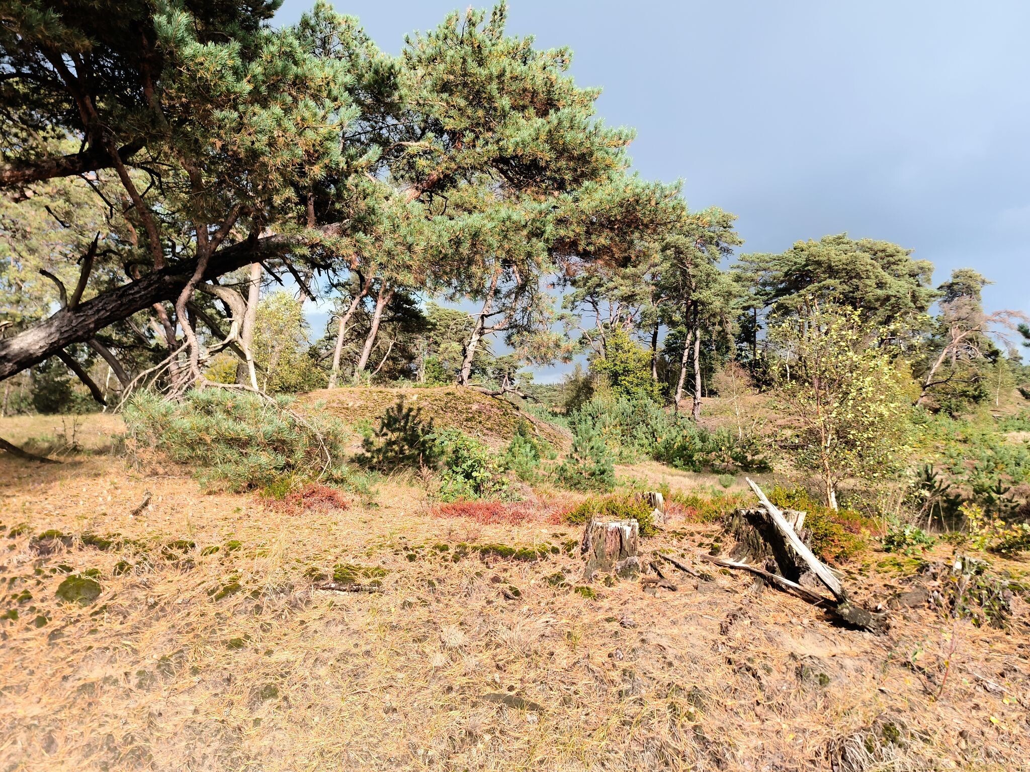 Stuifzand- en heidewandeling rond het Hulshorsterzand