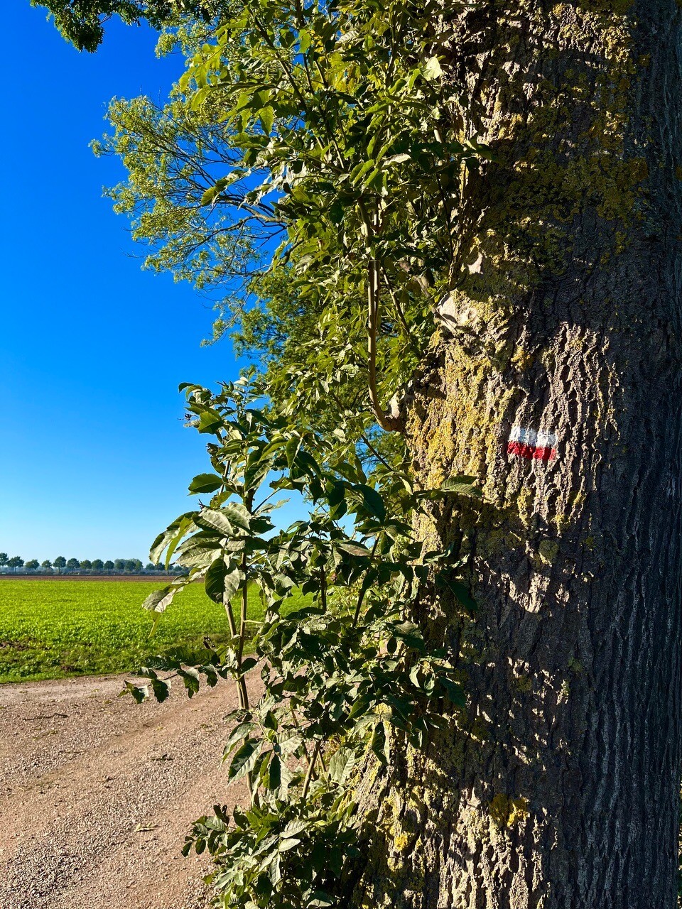 Millingen - Groesbeek · Pieterpad etappe 17
