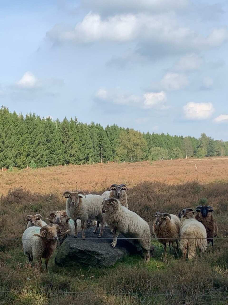 Exloo · Klaverblad Borger etappe 4