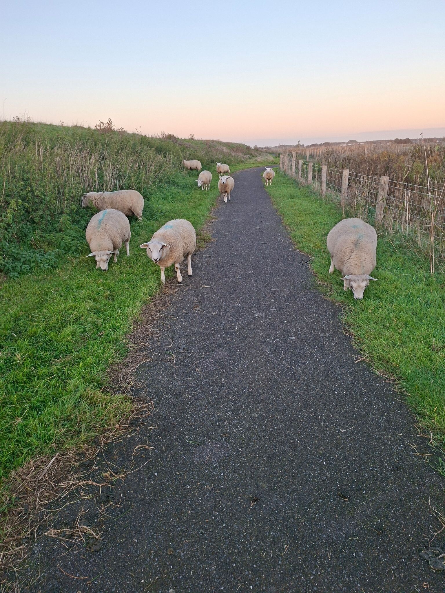 Dagwandeling Wieringen · Nederlands Kustpad 2 etappe 15