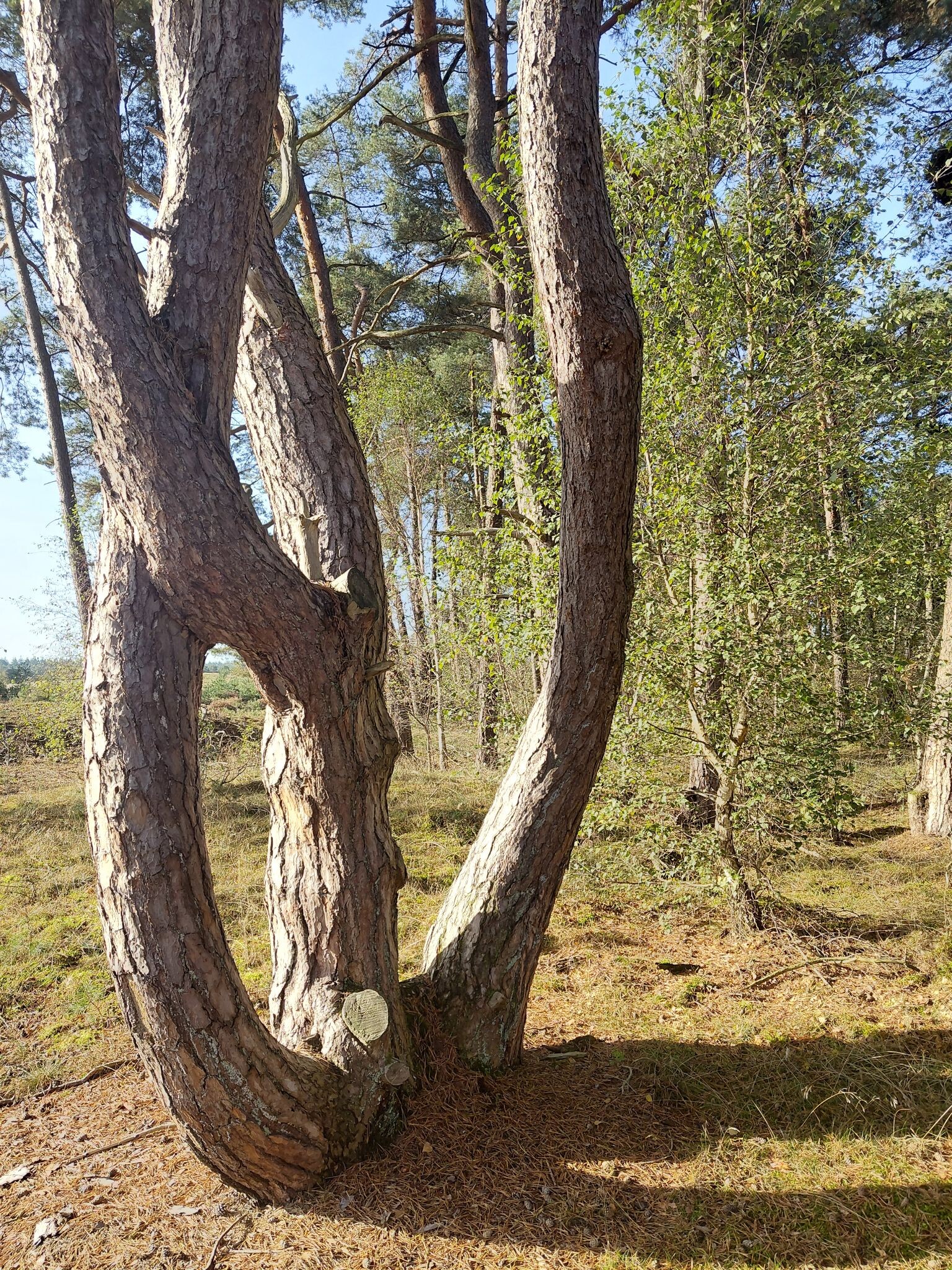 Lunteren - Otterlo · Veluwe Zwerfpad etappe 4