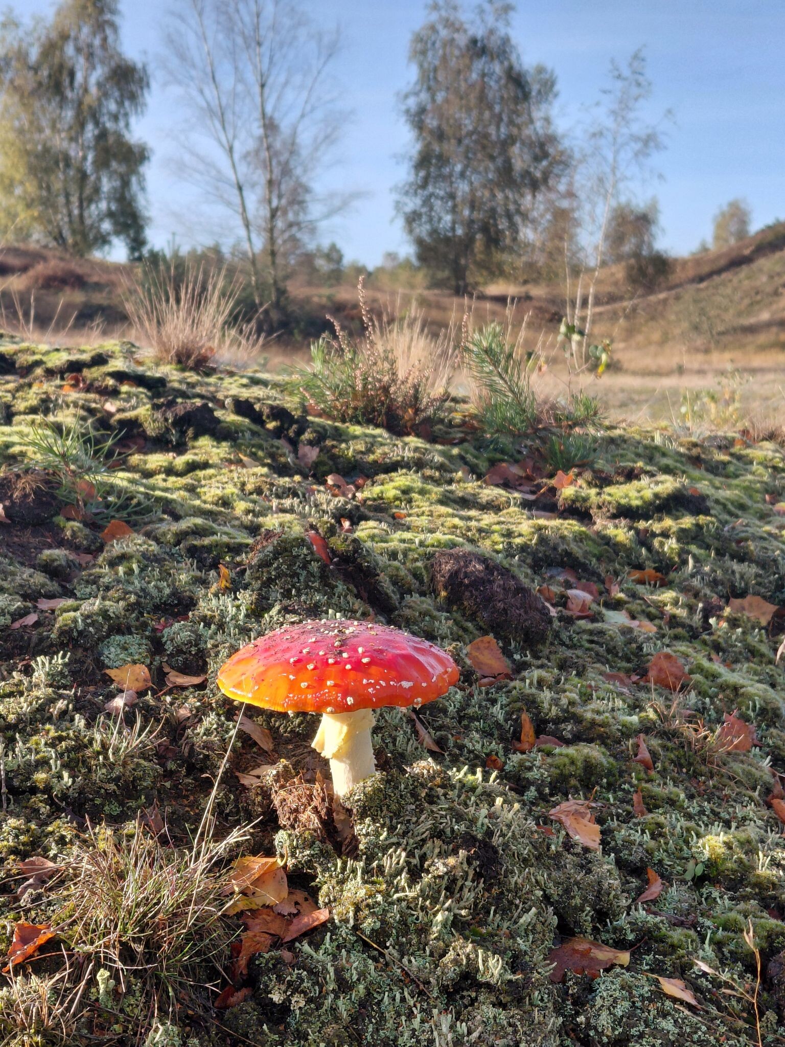 Lunteren - Otterlo · Veluwe Zwerfpad etappe 4