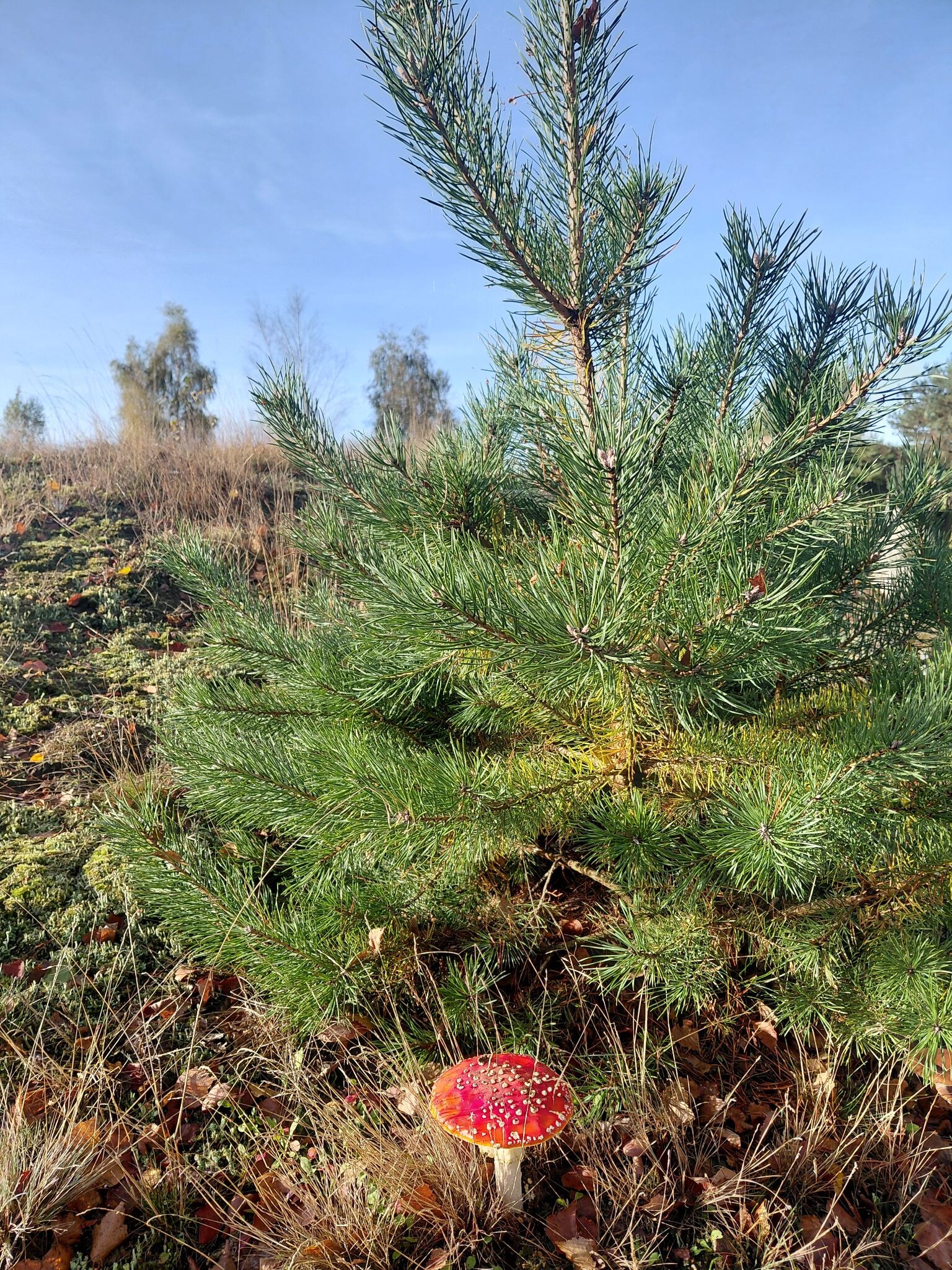 Lunteren - Otterlo · Veluwe Zwerfpad etappe 4