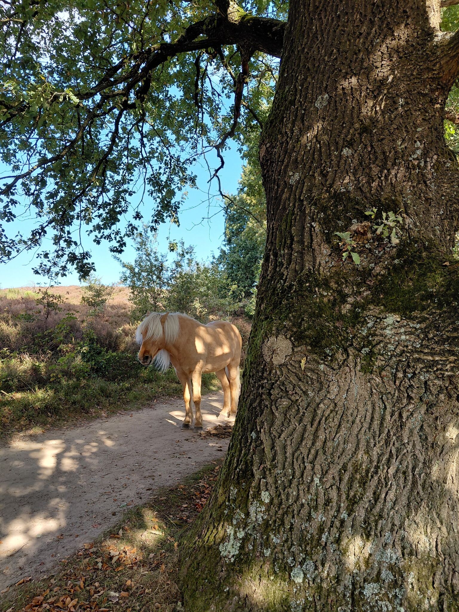 Rheden - Rozendaal · Veluwe Zwerfpad etappe 18