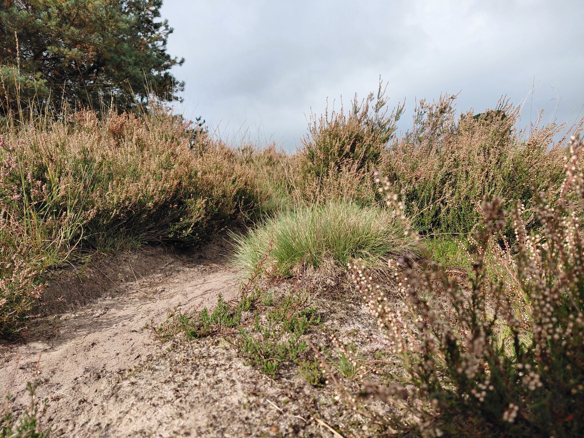 Rheden - Rozendaal · Veluwe Zwerfpad etappe 18
