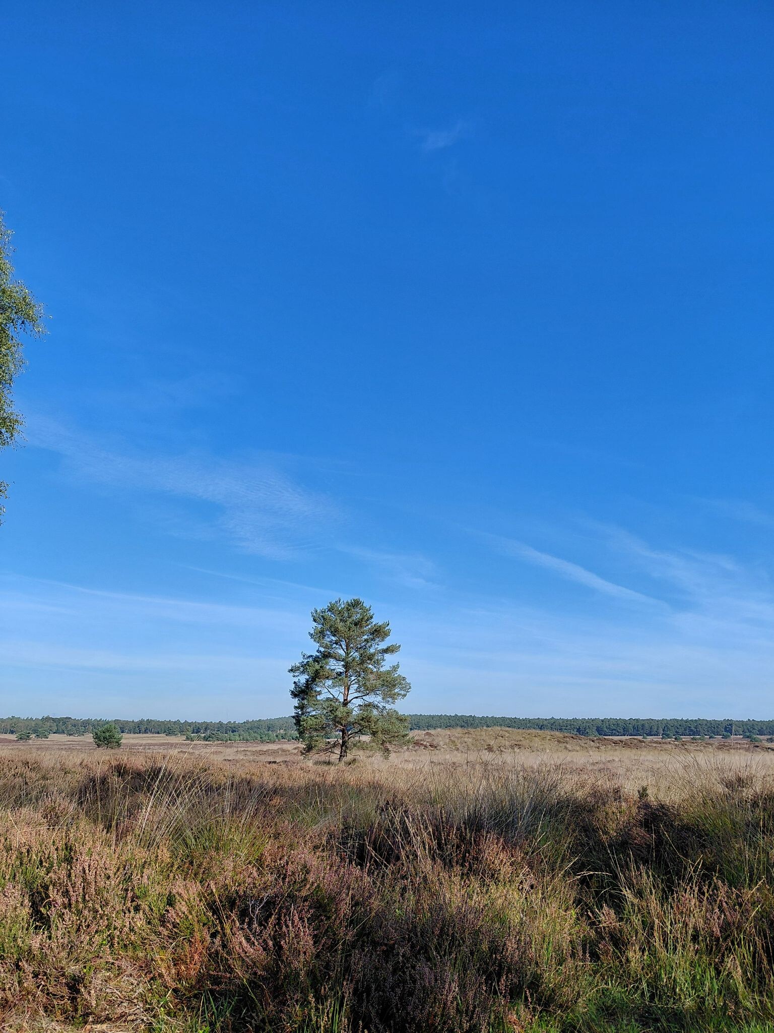 Veluwe Zwerfpad
