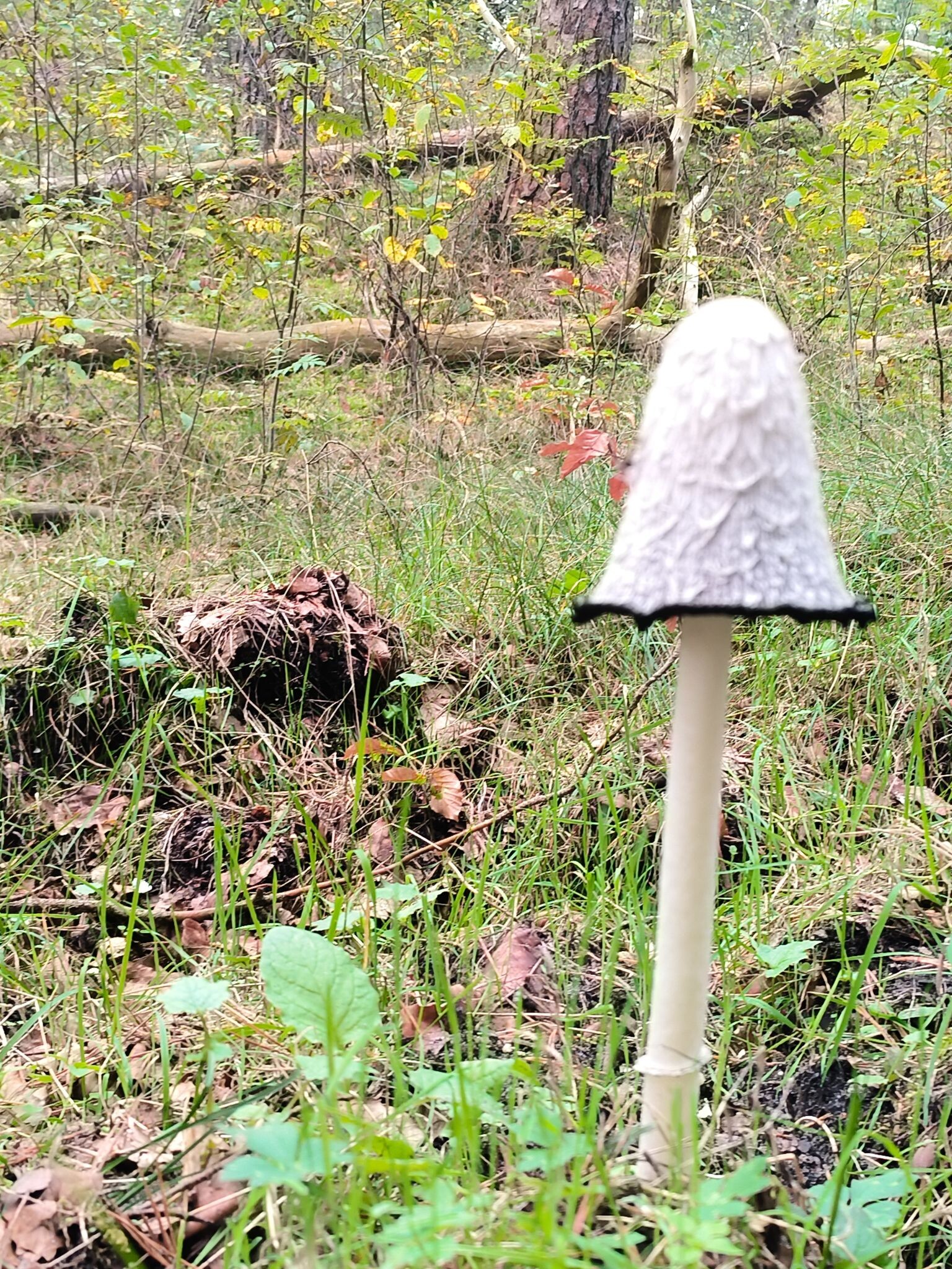 Leuvenum - Elspeet · Veluwe Zwerfpad etappe 9