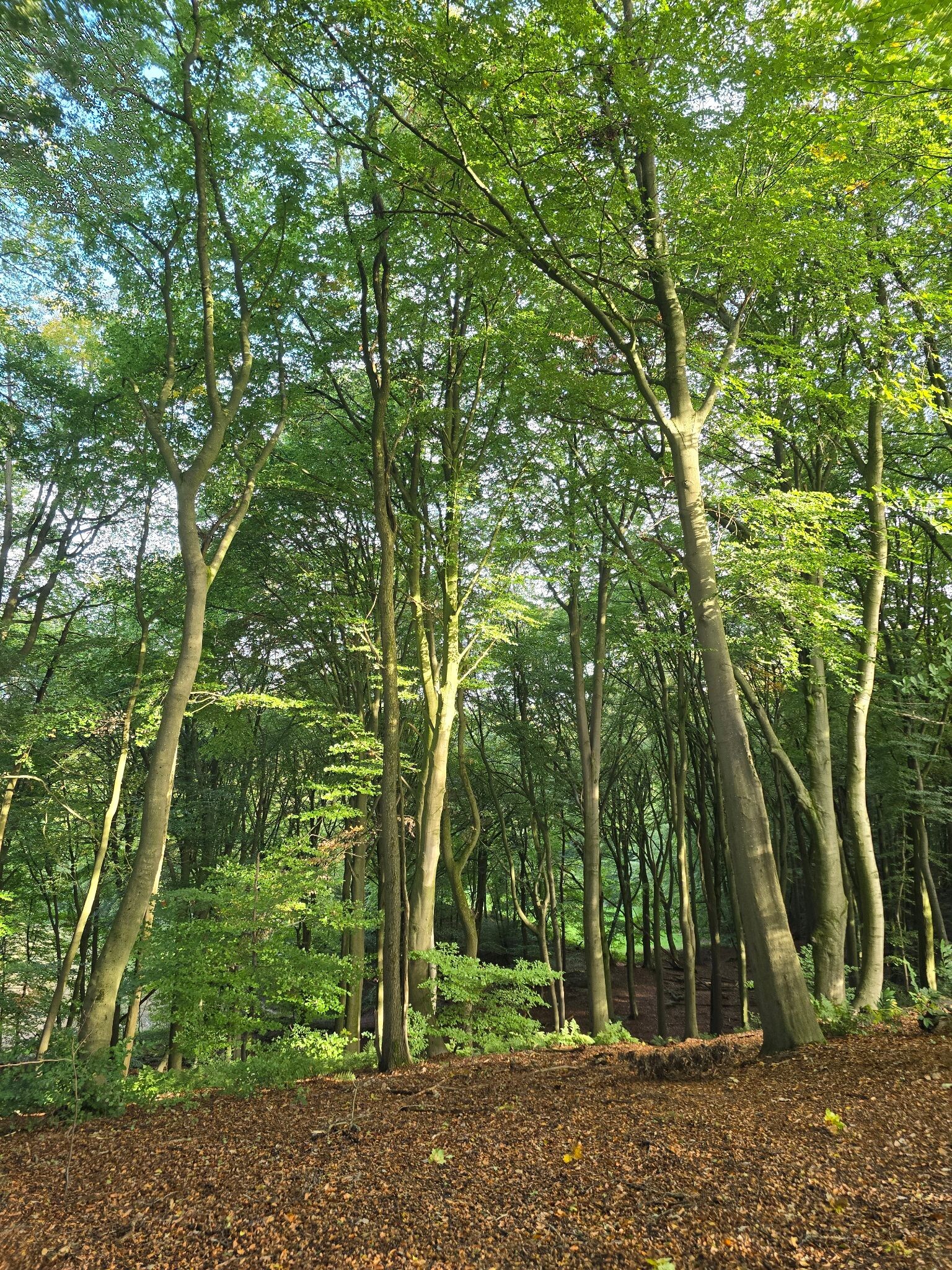 Nijmegen, Traianusplein - Duivelsberg, Berg en Dal · Romeinse Limespad etappe 17