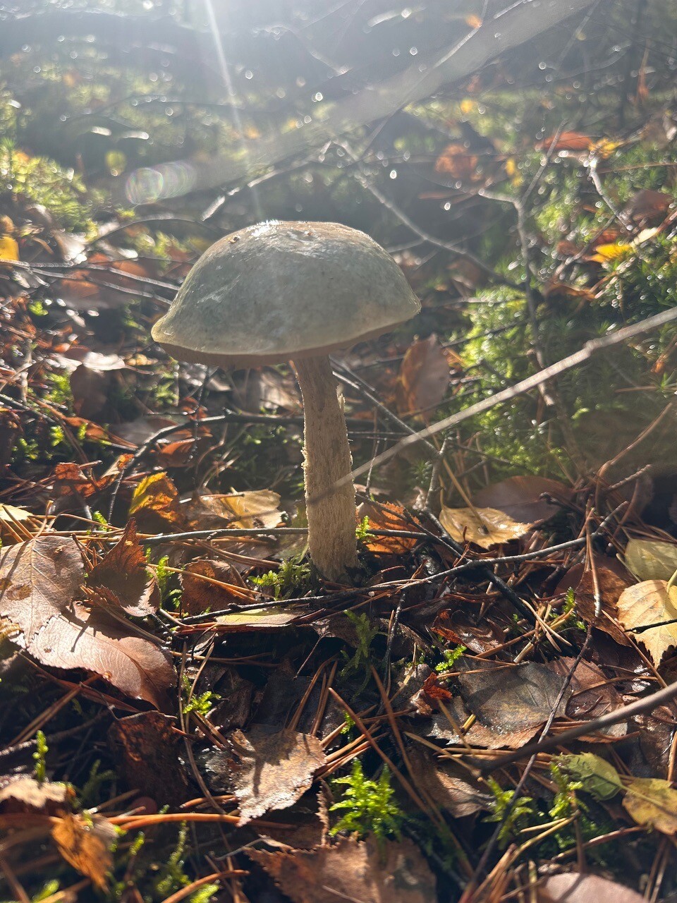 Eigen rondje Lemelerberg met paddenstoelen