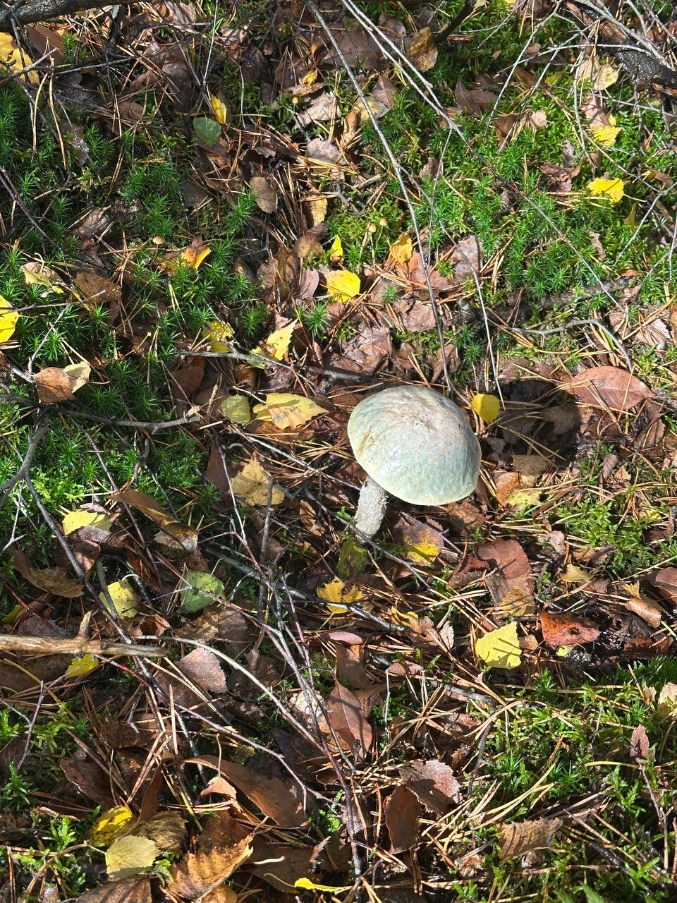 Eigen rondje Lemelerberg met paddenstoelen