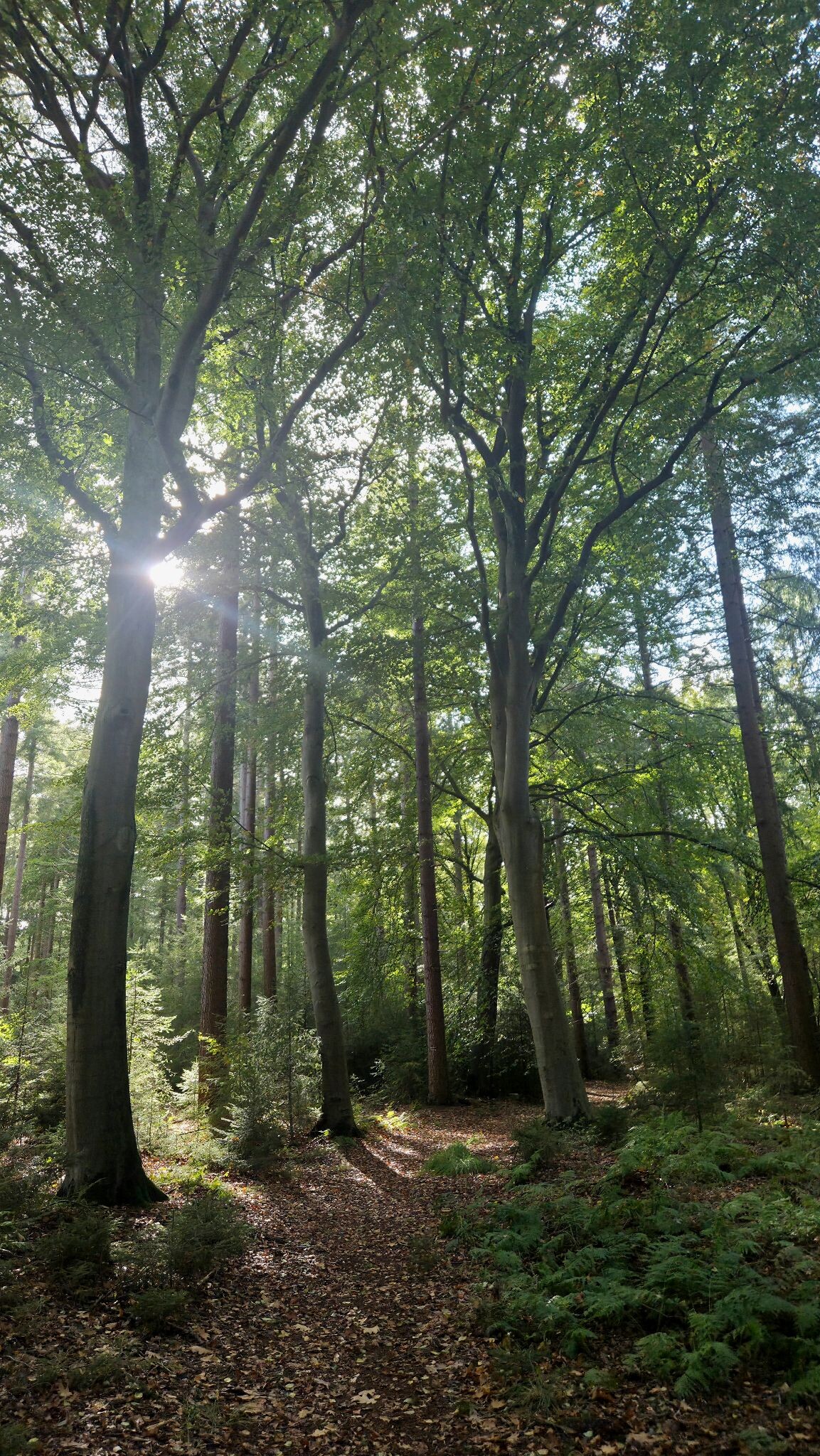 Wallebosk